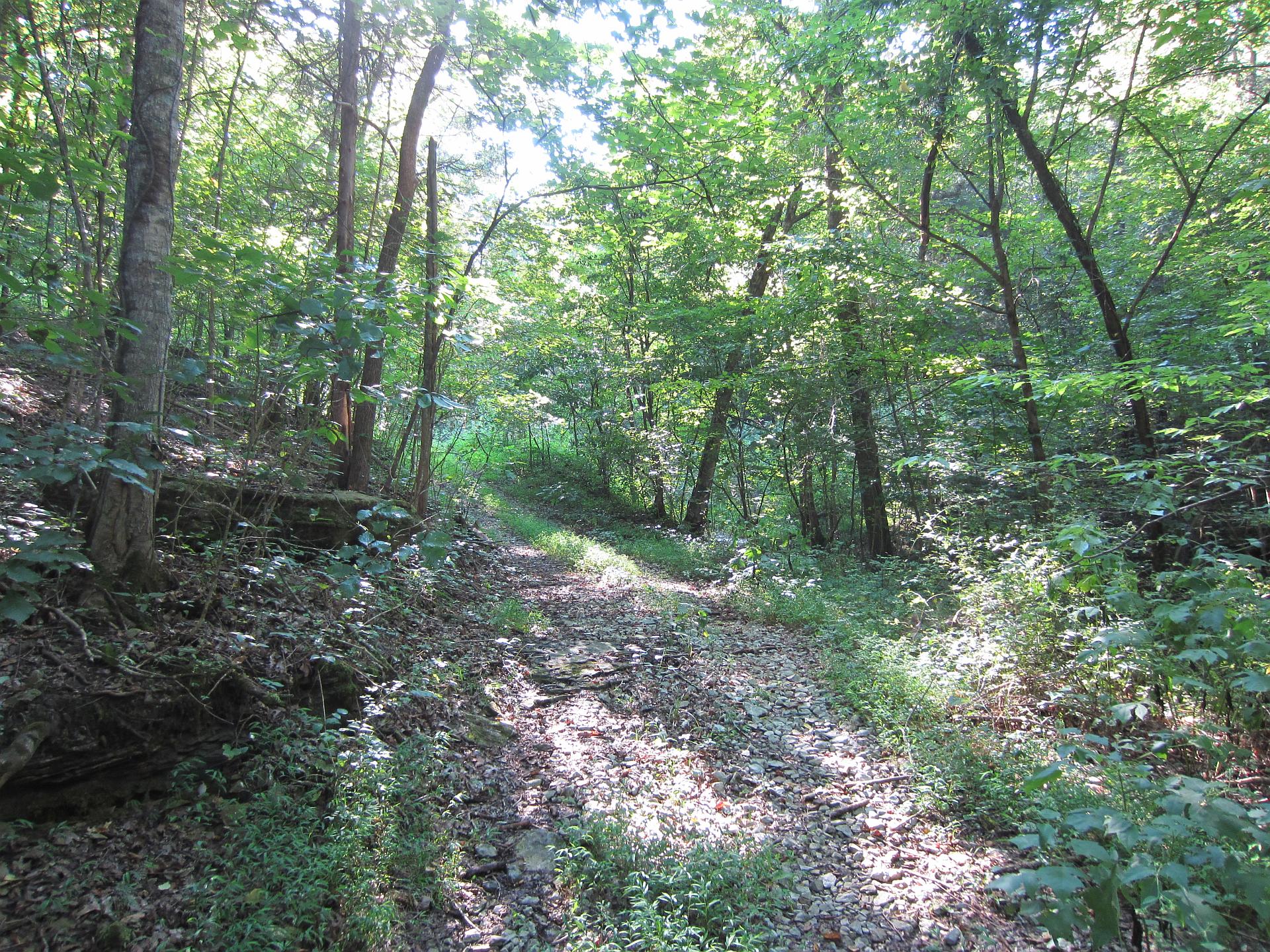 Old road in deep Kentucky forest